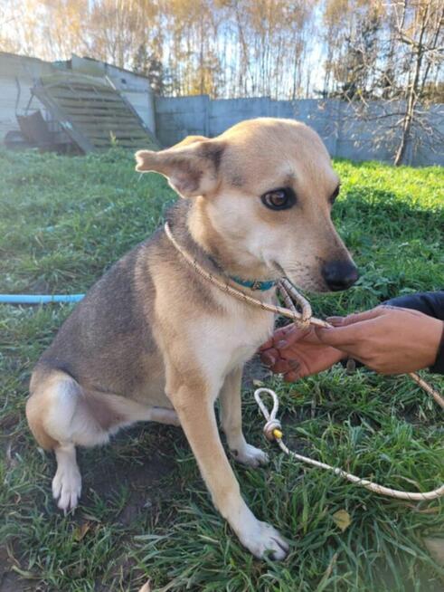 Brita-delikatna suczka szuka domu