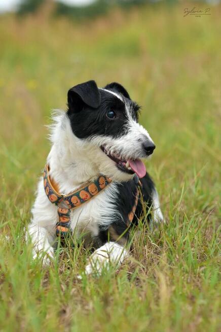 Kaktus - w typie Terrier; chętnie spędza czas z ludźmi