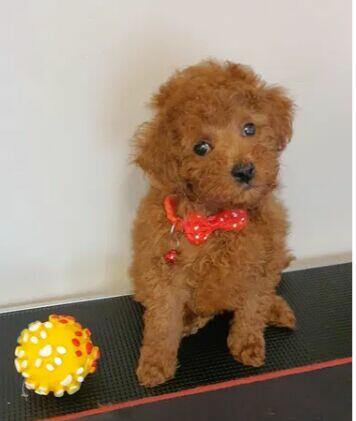 Pudel ,Pudelek Toy piesek red