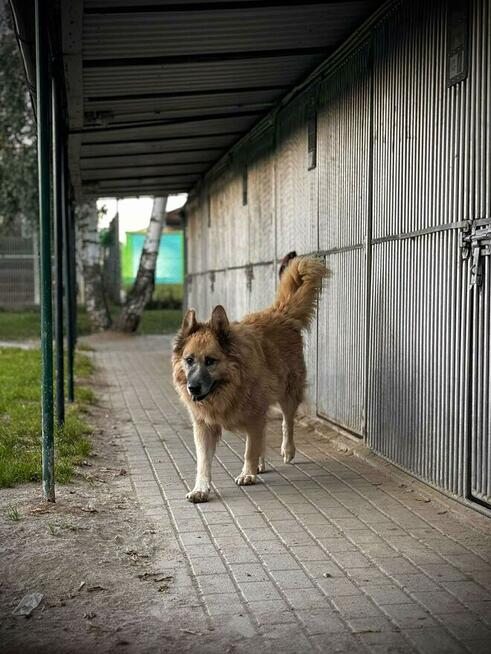 Konew - w typie Owczarek niemiecki długowłosy