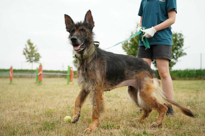 Koka - w typie Długowłosy owczarek niemiecki; wesoła
