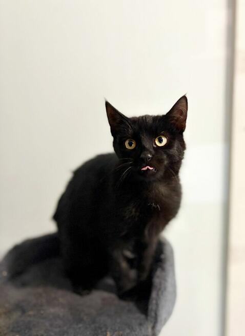 6 miesięczny towarzyski kociak Gizmo szuka domu!