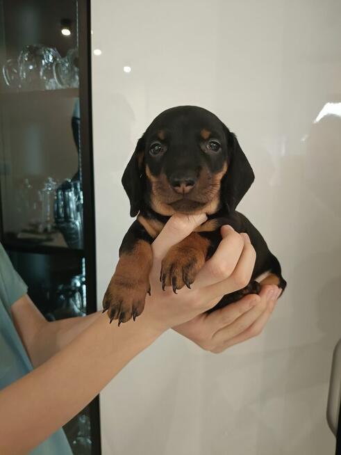 Jamnik, jamniczek,czarny podpalany