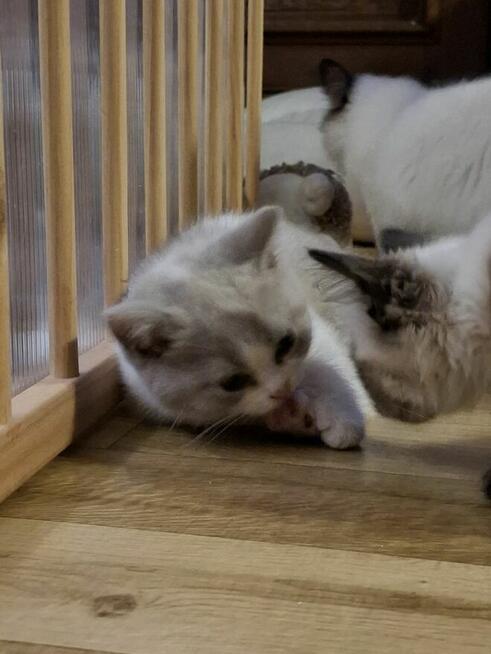 KOTKA Brytyjska kot Szkocki