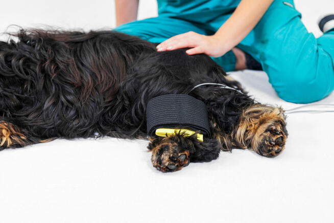 Fizjoterapia psów i kotów Rehabilitacja zwierząt