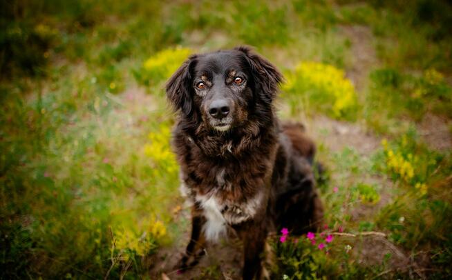 Roki - domowy, młody, przyjazny psiak!
