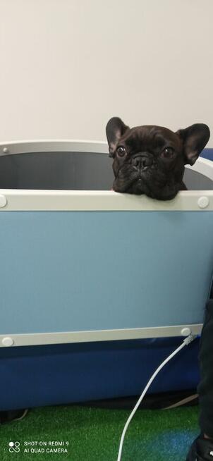 Fizjoterapia psów i kotów Rehabilitacja zwierząt