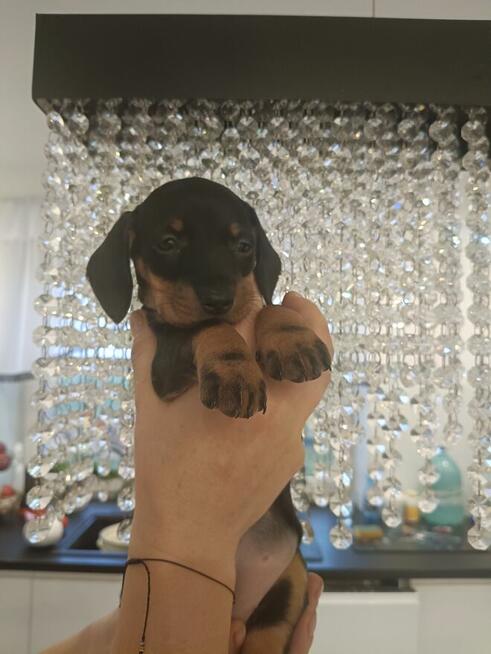 Sunia, jamniczka,jamnik