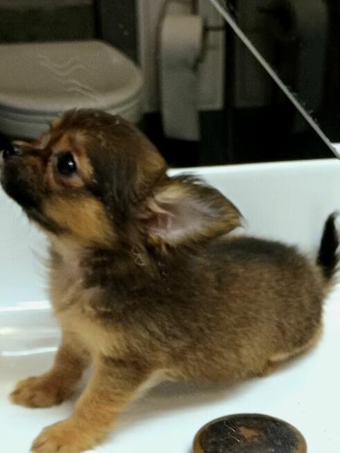 Przepiękna Maleńka Unikatowa Długowłosa Chihuahua