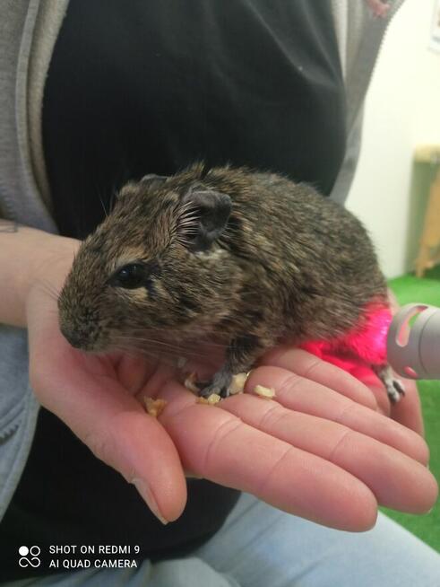 Fizjoterapia psów i kotów Rehabilitacja zwierząt