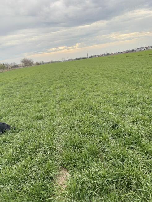 Sprzedam dom z działką 2 hektary