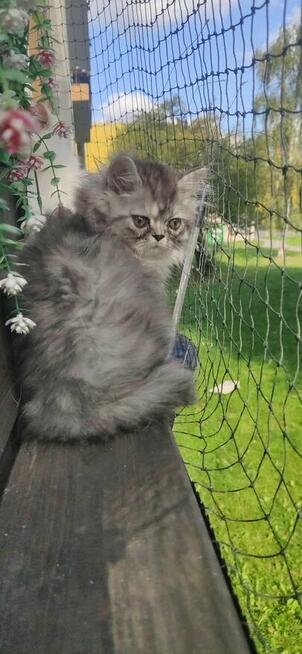 Kocięta perskie 3 miesieczne