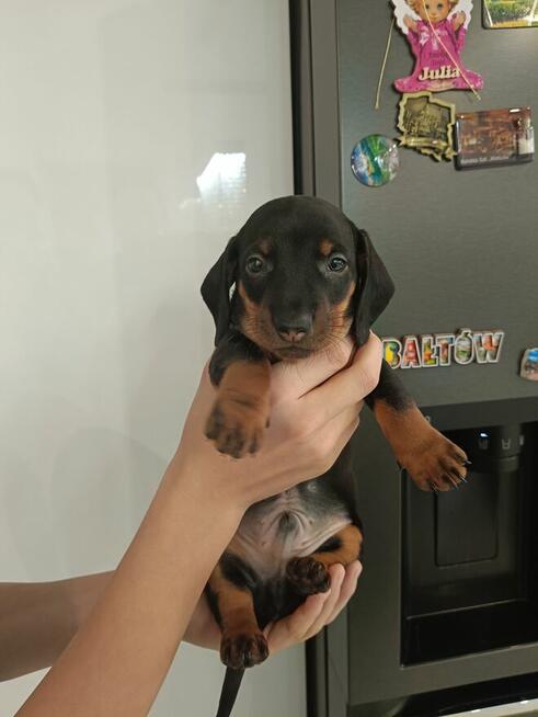 Jamnik, jamniczek,czarny podpalany