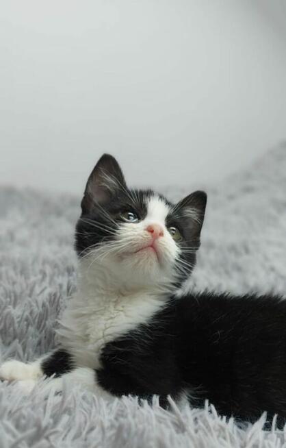 Teddy - malutki kociaczek szuka domu!