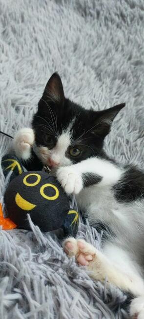 Teddy - malutki kociaczek szuka domu!