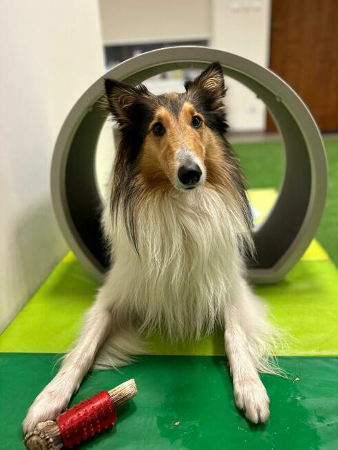 Fizjoterapia psów i kotów Rehabilitacja zwierząt