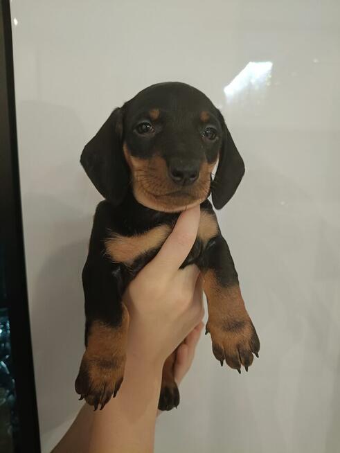 Sunia, jamniczka,jamnik