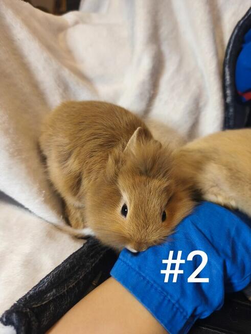 Króliczki miniaturka/karzełek