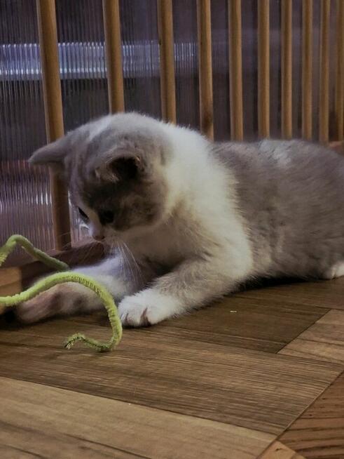 KOTKA Brytyjska kot Szkocki