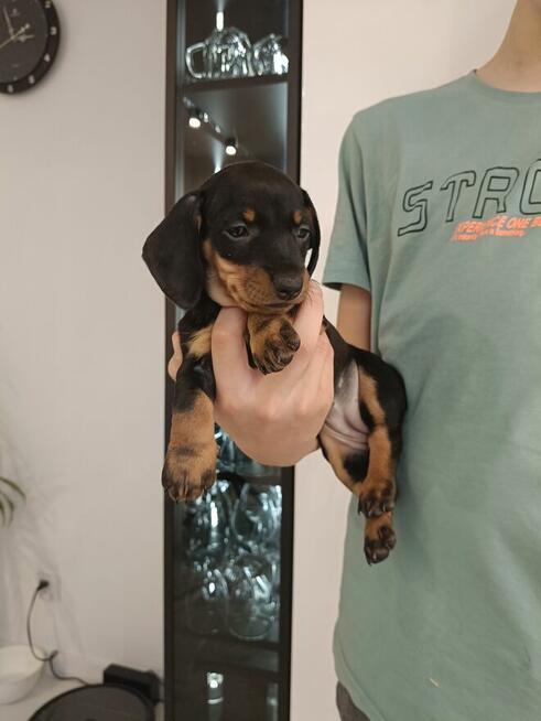 Jamnik, jamniczek,czarny podpalany