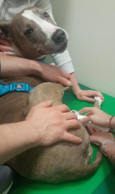 Fizjoterapia psów i kotów Rehabilitacja zwierząt