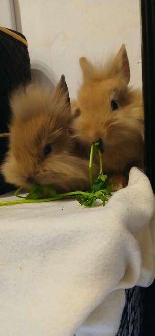 Króliczki miniaturka/karzełek