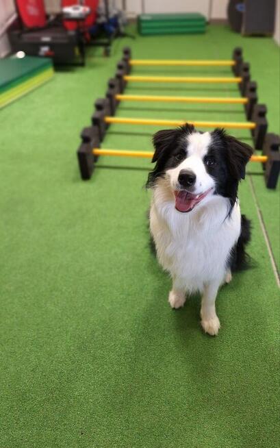 Fizjoterapia psów i kotów Rehabilitacja zwierząt