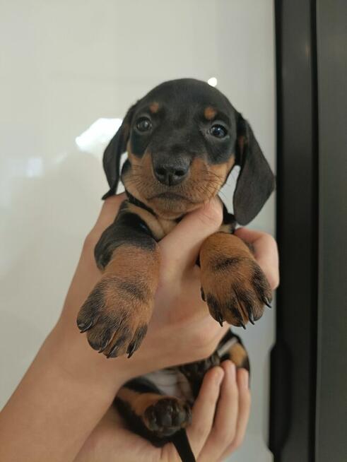 Jamnik, jamniczek,czarny podpalany