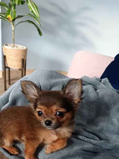 Przepiękna Maleńka Unikatowa Długowłosa Chihuahua