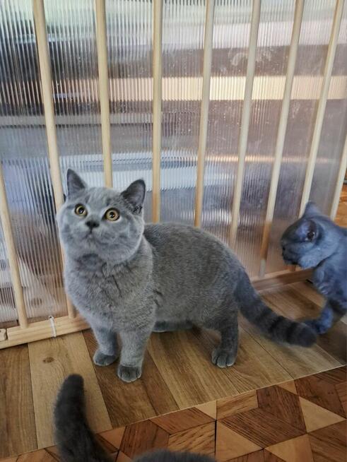 Kot Brytyjski kot Szkocki