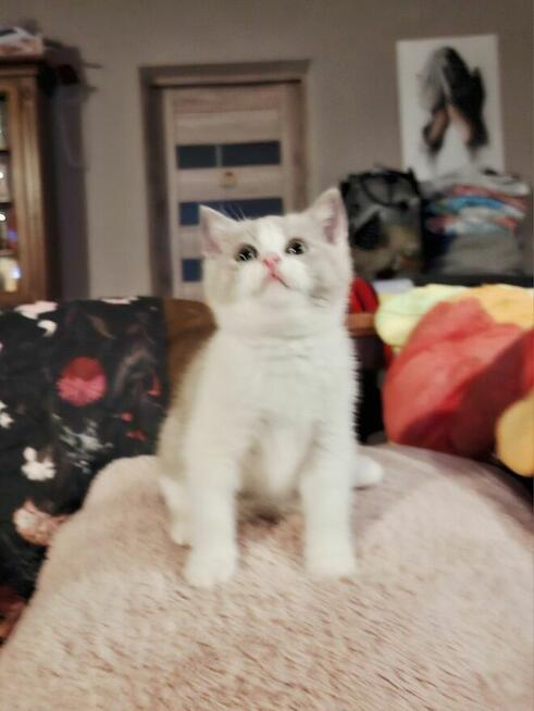 KOTKA Brytyjska kot Szkocki