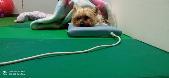 Rehabilitacja psa i kota Fizjoterapia zwierząt