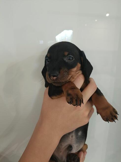 Jamnik, jamniczek,czarny podpalany