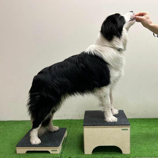 Fizjoterapia psów i kotów Rehabilitacja zwierząt