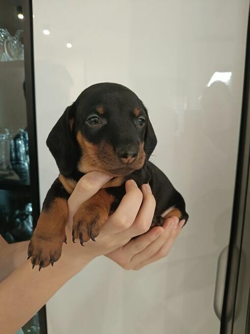 Jamnik, jamniczek,czarny podpalany