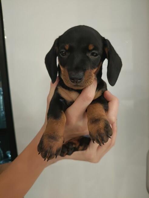 Sunia, jamniczka,jamnik