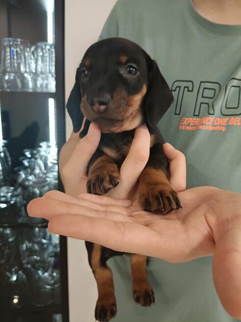 Jamnik, jamniczek,czarny podpalany