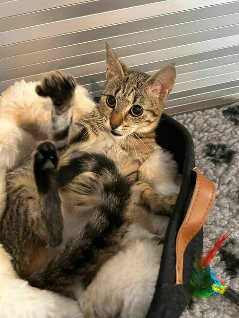 Poznaj Pompkę – małą kocią dziewczynkę o wielkim sercu!