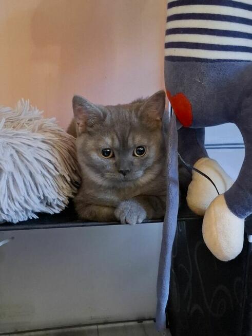 Kot Brytyjski kot Szkocki