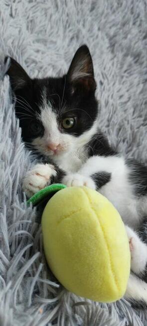 Teddy - malutki kociaczek szuka domu!