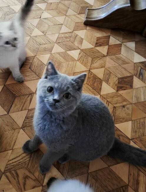 Kot Brytyjski kot Szkocki