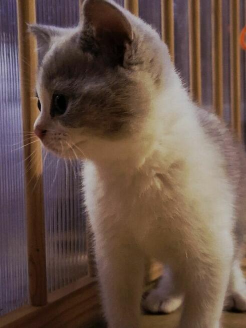 KOTKA Brytyjska kot Szkocki