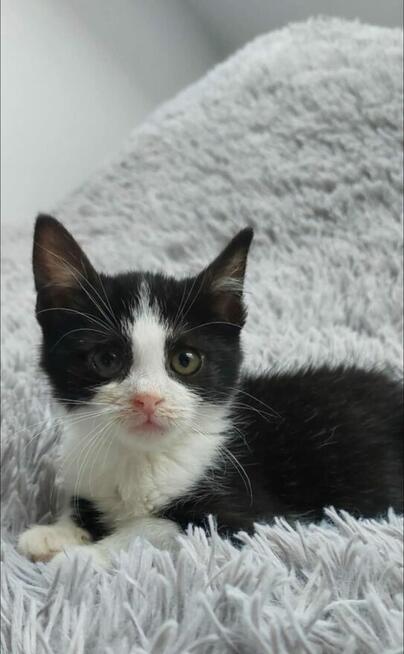 Teddy - malutki kociaczek szuka domu!