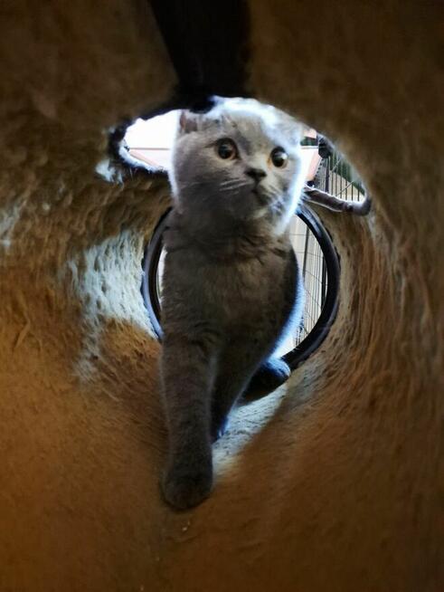 Kot Brytyjski kot Szkocki