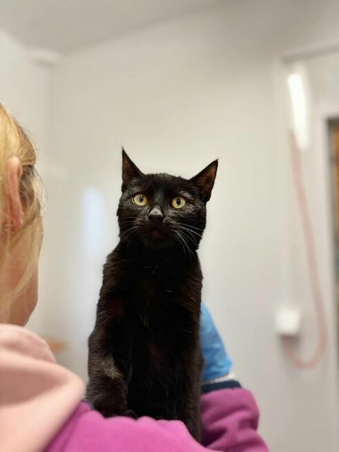 6 miesięczny towarzyski kociak Gizmo szuka domu!