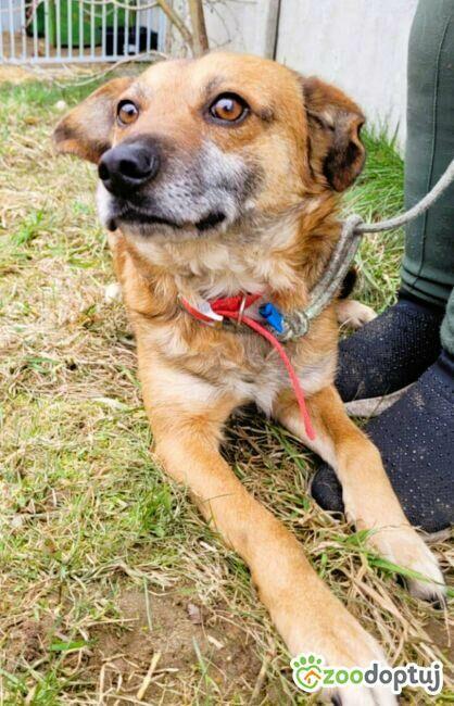 BARTUŚ - kompletnie nie radzi sobie za kratami, PILNA ADOPCJ