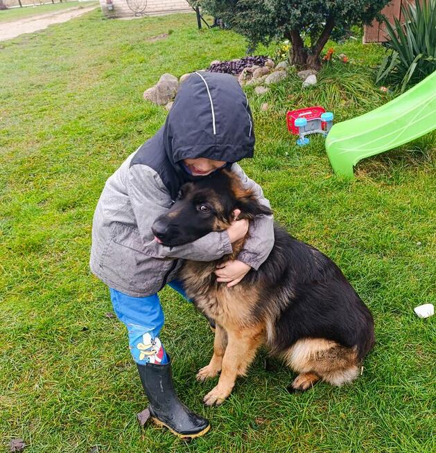 Owczarek Niemiecki roczna suczka