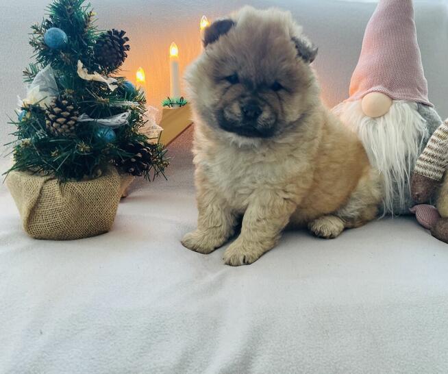 Urocza suczka Chow Chow