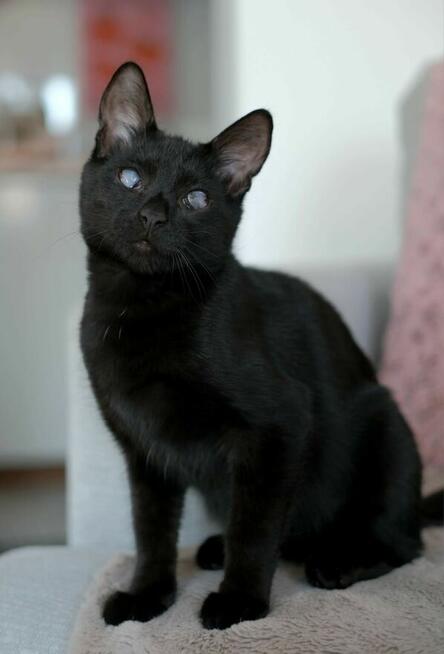 Niedowidzący SŁAWOSZ szuka domu czarny kot kotek do adopcji