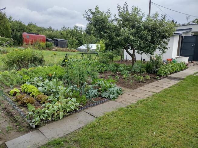 Działka ROD z domkiem 2025 – Aleksandrów